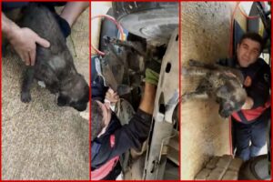 Şanlıurfa’da otomobil motoruna sıkışan köpek kurtarıldı