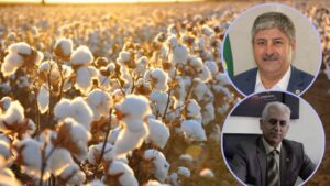 Şanlıurfa’da pamuk çiftçinin kabusu oldu