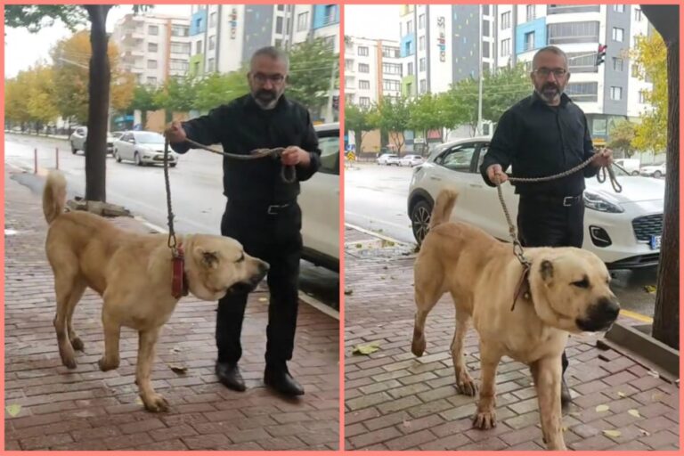 Urfa’ya has çoban köpeği ‘Guregh’ Karaköprü sokaklarında