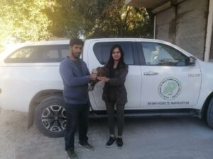 Yaralı kızıl şahin Urfa’da tedavi edilecek
