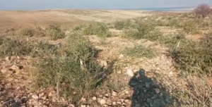 Hilvan’da tarladaki onlarca zeytin ve fıstık ağacı kesildi