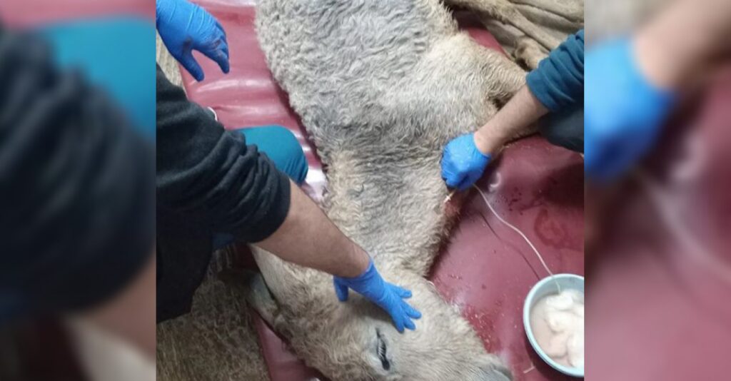 Şanlıurfa’da bir can yaşamak için nakil bekliyor!