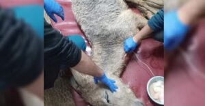 Şanlıurfa’da bir can yaşamak için nakil bekliyor!