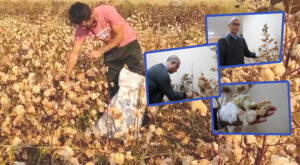 Şanlıurfa’da renkli pamuk dönemi