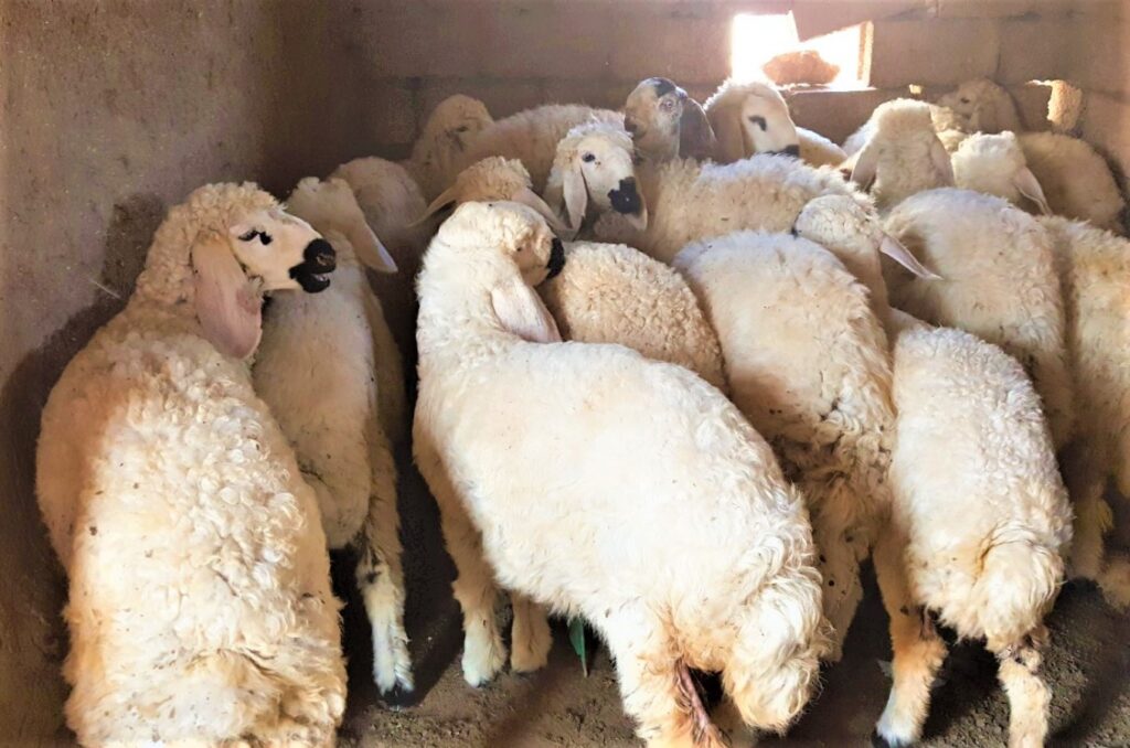 “Suruç koyunu”nun tescillenmesi için başvuru yapılacak