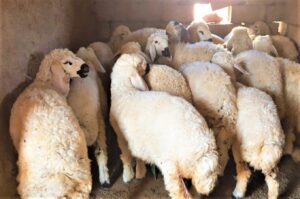 “Suruç koyunu”nun tescillenmesi için başvuru yapılacak