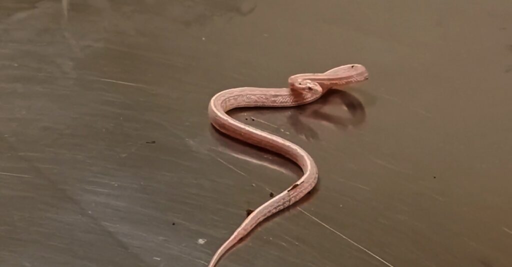 Şanlıurfa’ya yasadışı yollarla Mısır yılanı getirdiler!