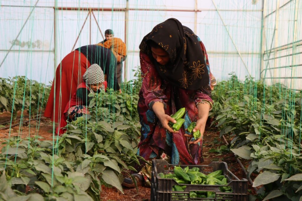 Şanlıurfa’daki serada isot üretimi devam ediyor