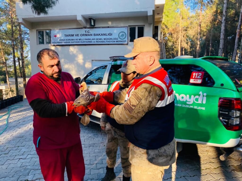 Suruç’ta kanadından yaralı halde bulundu