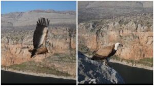 Tedavisi tamamlanan kızıl akbaba doğaya bırakıldı!