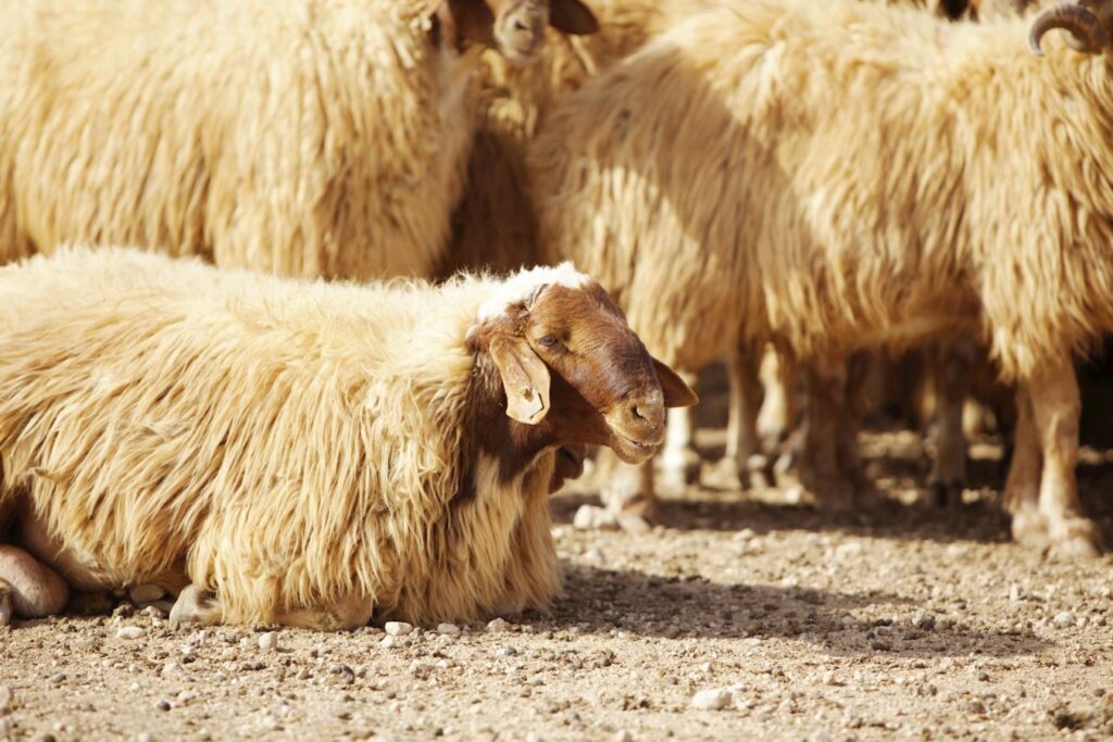 Türkiye’nin en büyük tarım işletmesinde ‘İvesi koyun’ yetiştiriciliği sürüyor