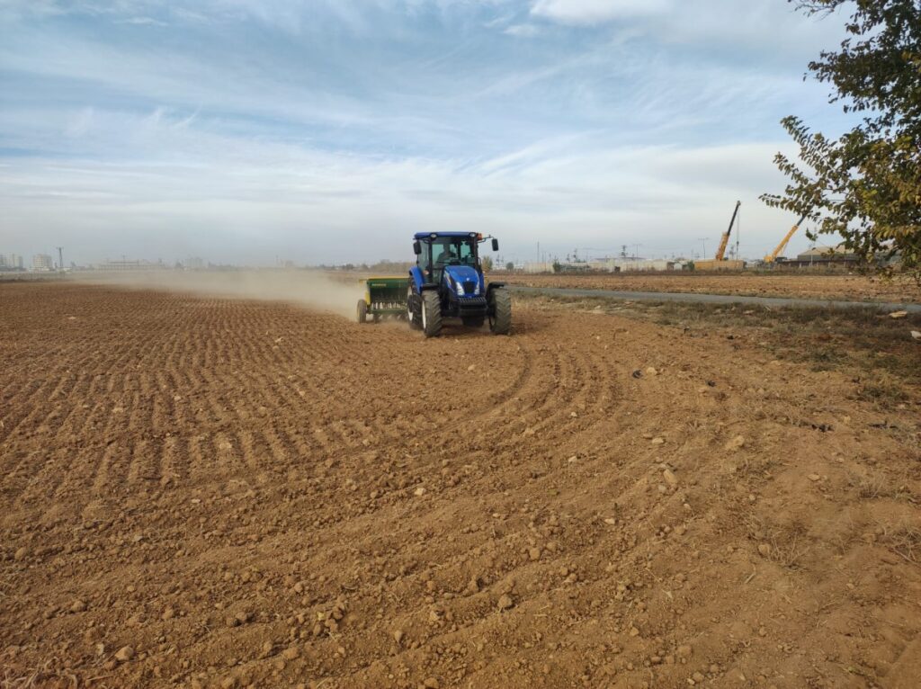 Büyükşehir Halk Ekmekte kullanacağı buğdayı kendisi üretiyor