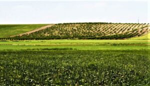 Tarım ürünleri üretici fiyat endeksi verileri açıklandı