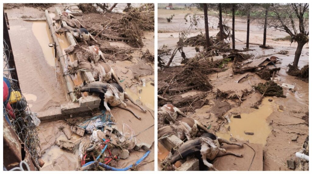 Karaköprü’de selde büyükbaş hayvanlar da telef oldu