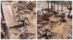 Karaköprü’de selde büyükbaş hayvanlar da telef oldu