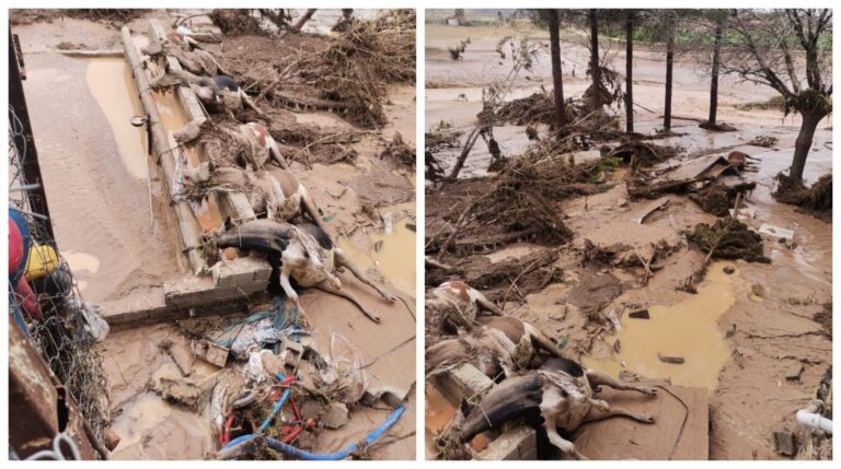 Karaköprü’de selde büyükbaş hayvanlar da telef oldu