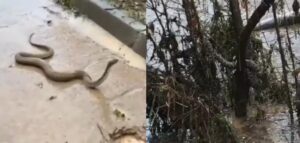 Şanlıurfa’da yılanlar selle birlikte şehre indi!