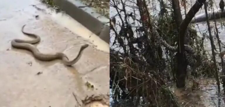 Şanlıurfa’da yılanlar selle birlikte şehre indi!