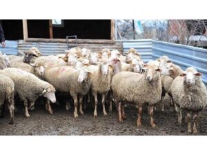 Şap” hastalığı görülen 8 işletmeye karantina