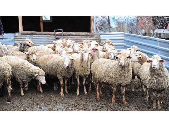 Şap” hastalığı görülen 8 işletmeye karantina