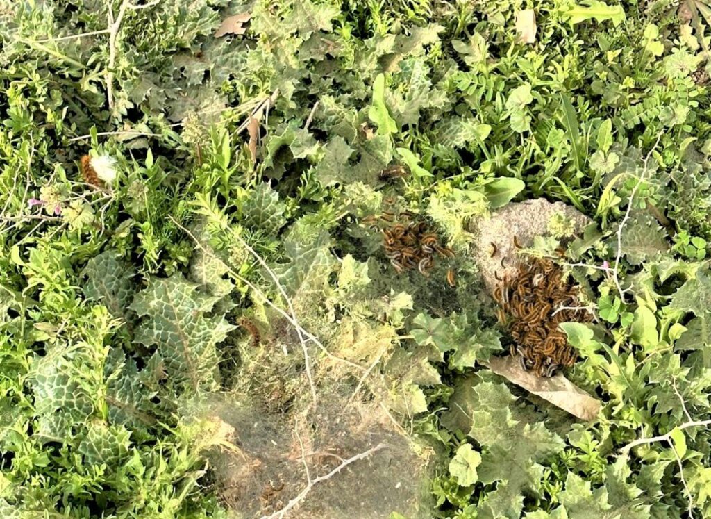 Tırtıl istilası bu kez Şanlıurfa’da görüldü