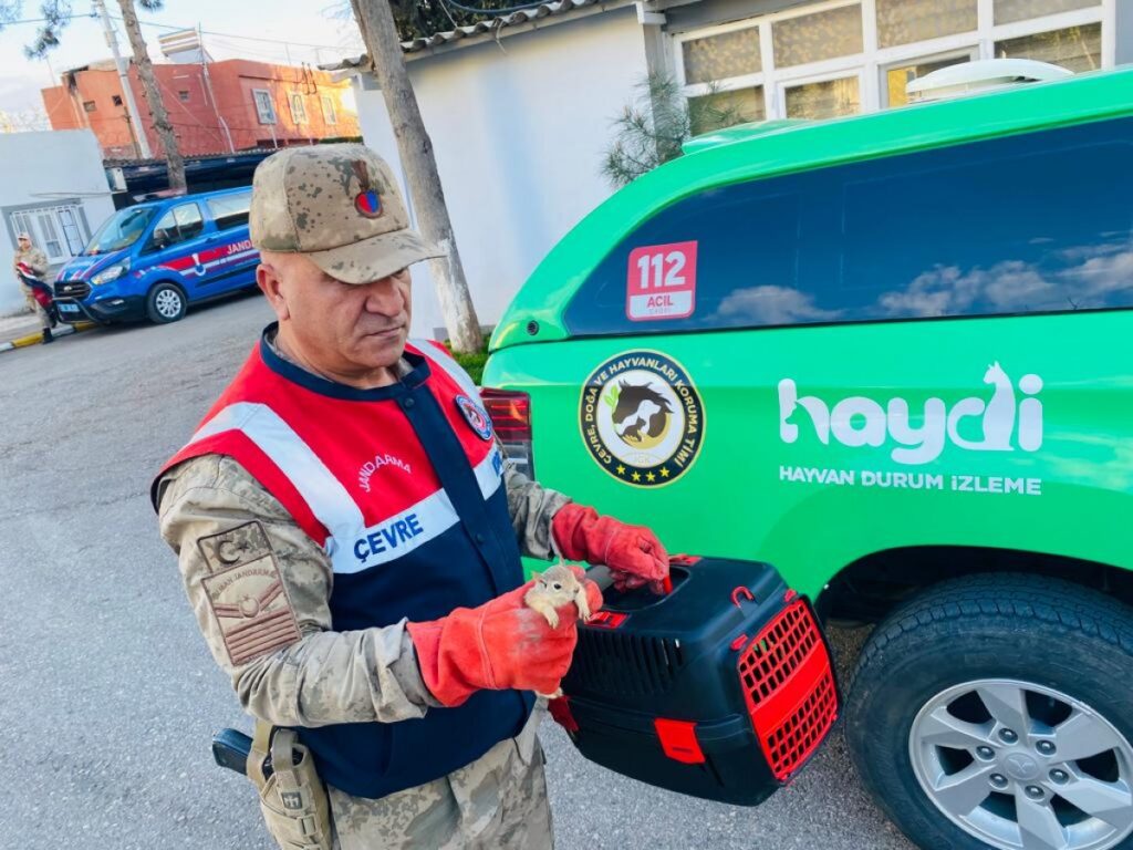 Şanlıurfa’da otobüs bagajında yavru sincaplar bulundu