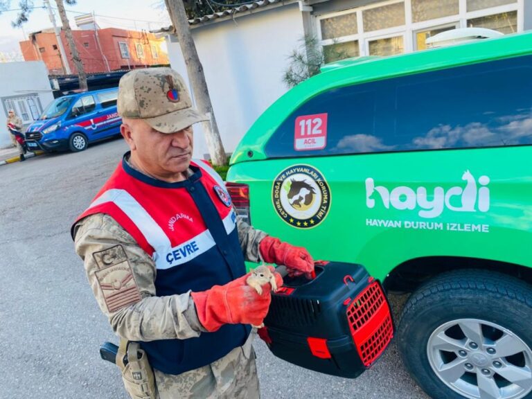 Şanlıurfa’da otobüs bagajında yavru sincaplar bulundu