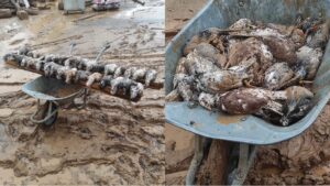 Şanlıurfa’da selde çok sayıda güvercin telef oldu