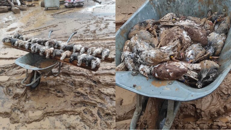 Şanlıurfa’da selde çok sayıda güvercin telef oldu