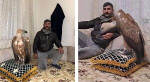 Viranşehir’de bir vatandaş Akbabayı evinde besliyor