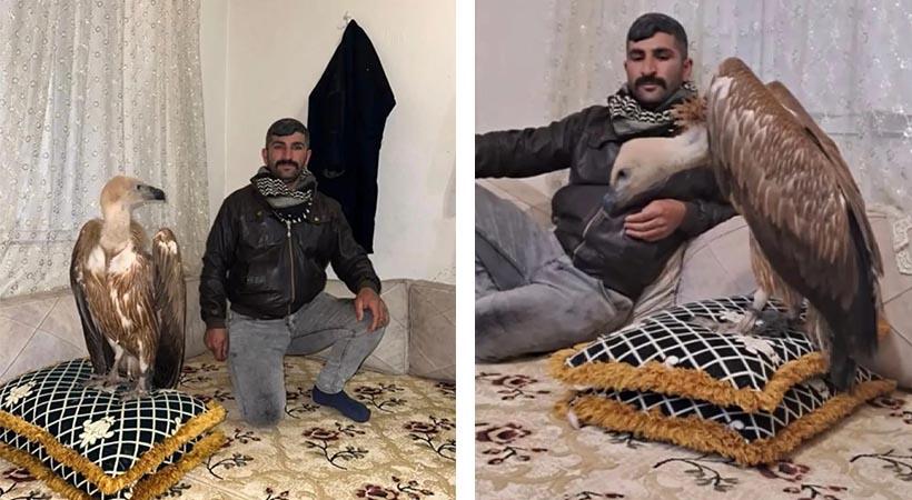 Viranşehir’de bir vatandaş Akbabayı evinde besliyor