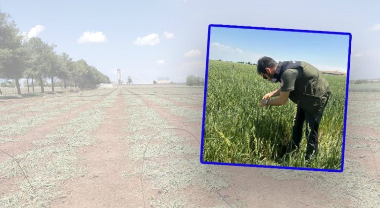 Cerylanpınar’da doludan etkilenen tarımsal ürünlerde zarar tespitine başlandı