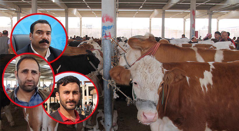 Şanlıurfa’da Kurban Bayramı yaklaşırken alıcı da satıcı fiyatlardan dertli