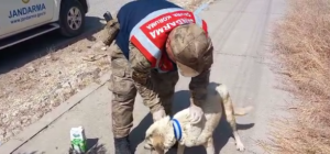 Şanlıurfa’da jandarmadan sokak köpeklerine reflektif tasma