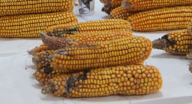 Şanlıurfa çiftçisine önemli haber!