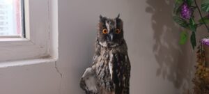 Şanlıurfa’da bitkin halde bulunan kulaklı orman baykuşu tedaviye alındı