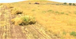 Şanlıurfa’da çiftçinin isyanı: Bir daha mercimek ekmeyeceğim