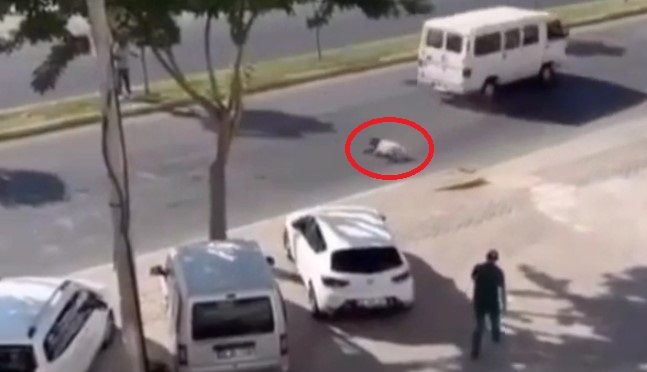 Şanlıurfa’da kaçan kurbanlığa minibüs çarptı