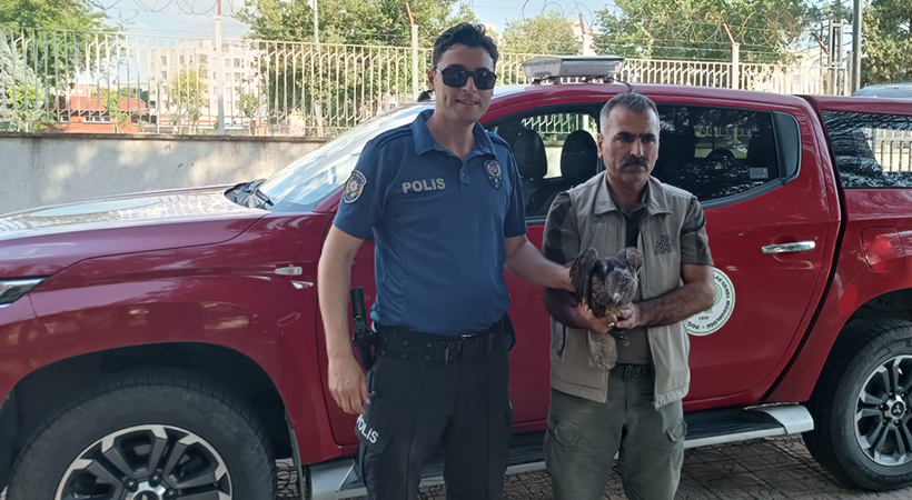 Şanlıurfa’da yaralı ve bitkin halde bulunan kızıl şahin tedaviye alındı