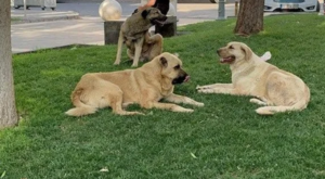 İstanbul’da alınan sokak köpeklerini toplama kararı Şanlıurfa için de çıkar mı?