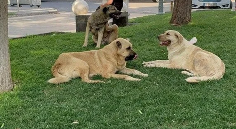 İstanbul’da alınan sokak köpeklerini toplama kararı Şanlıurfa için de çıkar mı?