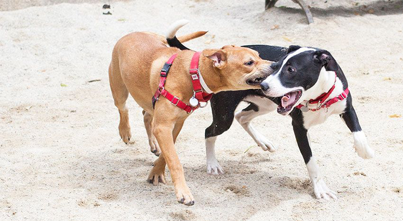 Şanlıurfa’da 1 ineğin kuduzdan öldüğü iddia edildi