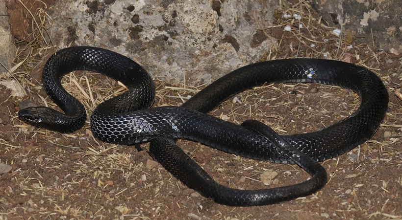 Şanlıurfa’da fazla görülen karayılanın çiftçiye faydalı olduğu bildirildi