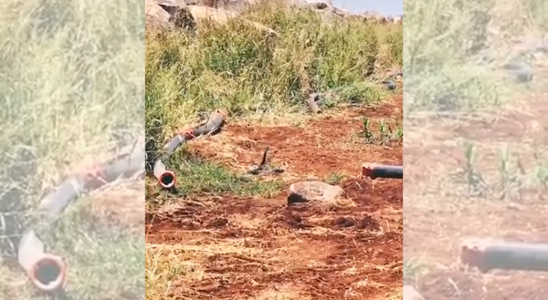 Şanlıurfa’da yılanların çiftleşme dansı kameralara yansıdı