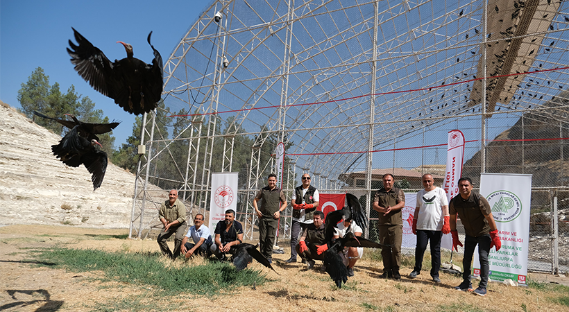 Şanlıurfa’daki kelaynaklardan 30 tanesi göç için doğaya bırakıldı