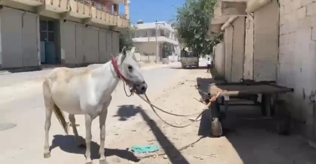 Suruç’ta sahibinin elinden kaçan at, arabasıyla araçlara zarar verdi