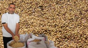 Şanlıurfa’da fıstıkta Rekolte düşük fiyat yüksek!