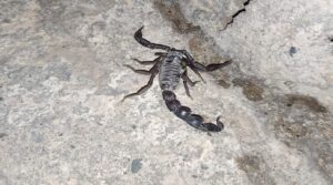 Şanlıurfa’da siyah akrepler vatandaşı tedirgin ediyor