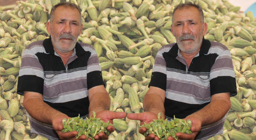 Şanlıurfa’da Bamyada fiyatı arttı ama talep azalmadı