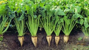 Destek ödemeleri bugün yatmaya başlıyor